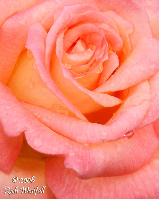 May 28, 2008  -  Rose Closeup