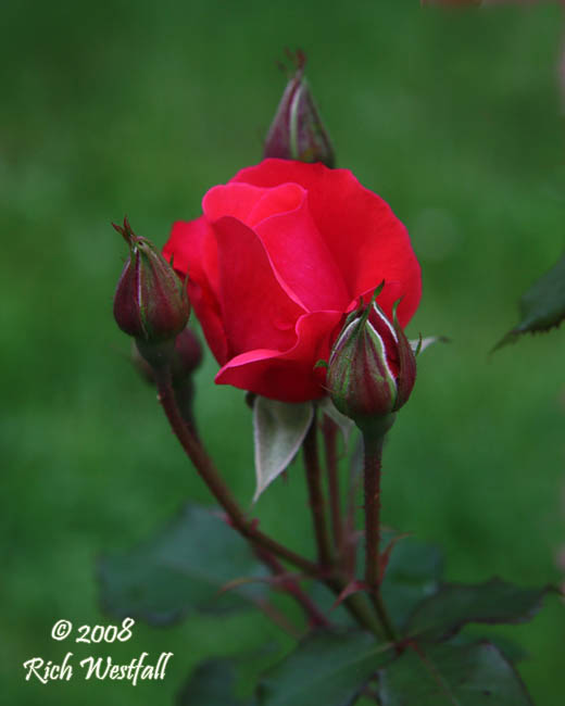May 29, 2008  -  Red Rose