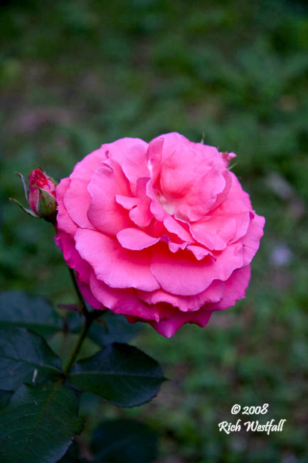 June 9, 2008  -  Donna's Rose