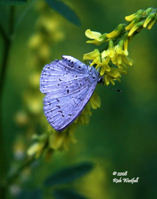 June 12, 2008  -  Little Blue Butterfly