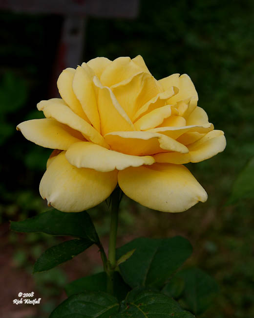 June 20, 2008  -  My friend's yellow rose