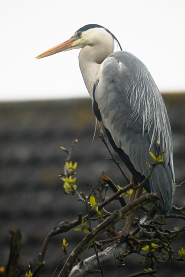 Heron 1