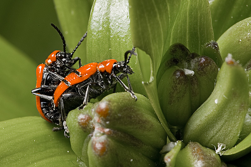 Lily Leaf Bug Pair (Lilioceris lilii)
