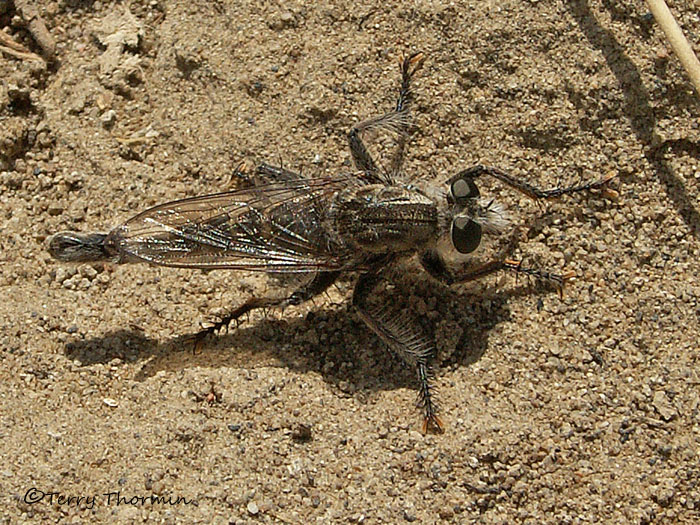 Asilidae - Robber Fly B1a.jpg
