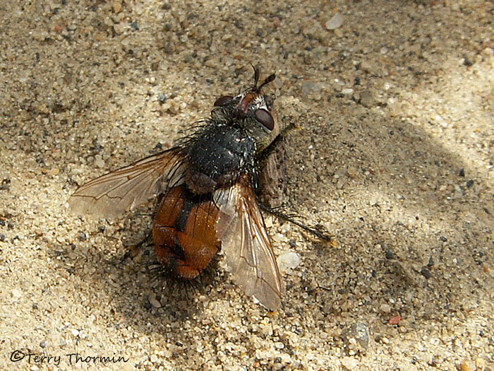 Tachinid fly C2a.jpg