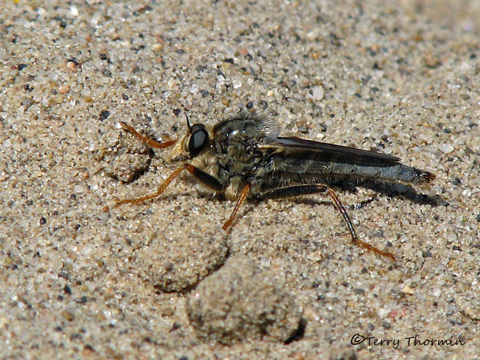 Asilid - Robber fly A1a.jpg