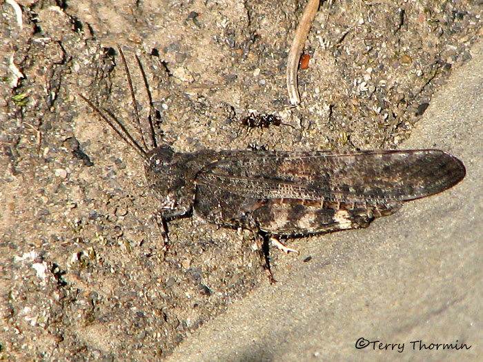 Trimerotropis verruculata - Crackling Forest Grasshopper1.jpg