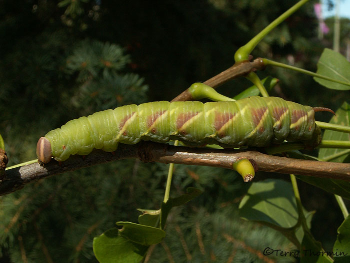 Sphinx chersis - Great Ash Sphinx caterpillar 1.jpg