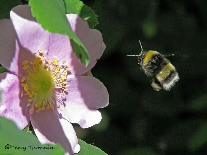 Bombus moderatus, bumblebee in flight 1a.jpg
