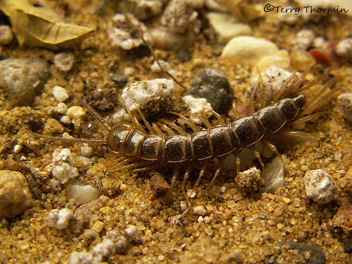 Lithobius sp. - Centipede 1.JPG