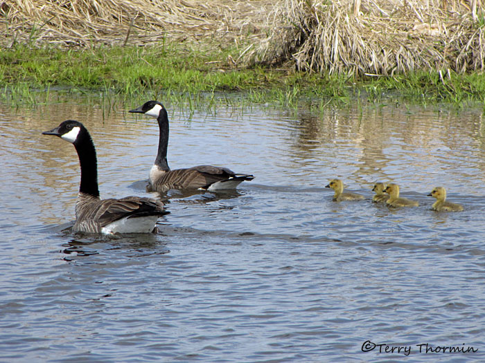 Canada Geese and Goslings 4a.jpg
