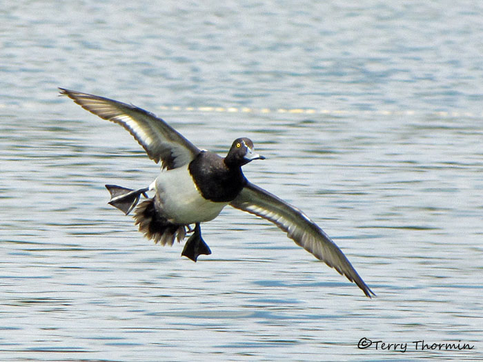 Lesser Scaup in flight 1a.jpg