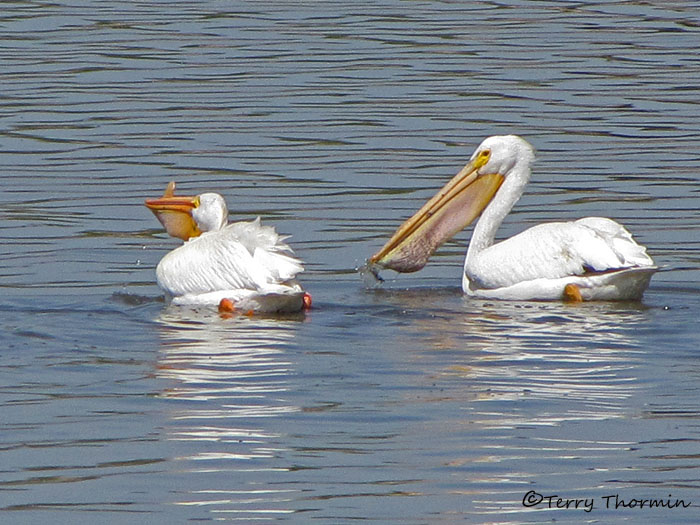 American White Pelicans 8a.jpg