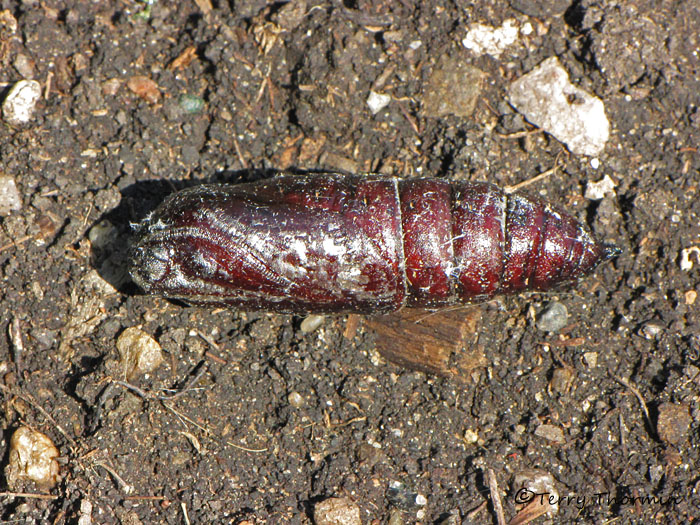 Sphingid puparium 1a.jpg