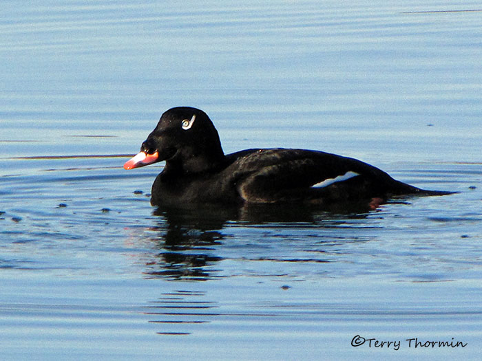 White-winged Scoter 8b.jpg