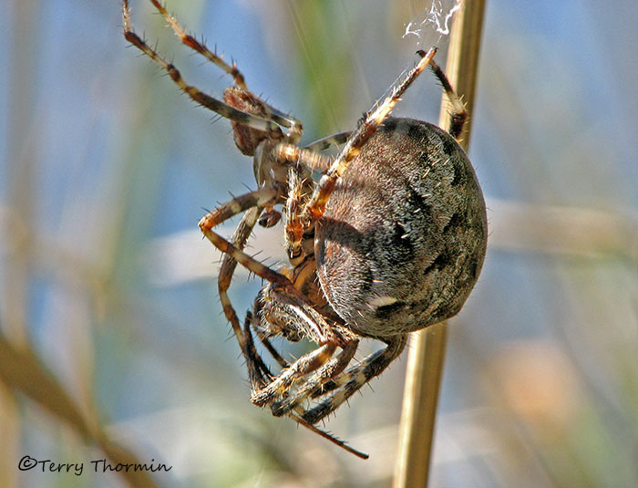 Araneus diadematus - Garden Spiders mating 5b.jpg