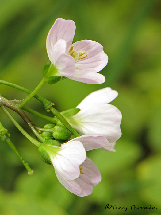 Beautiful Bittercress - Cardamine nuttallii 1a.jpg