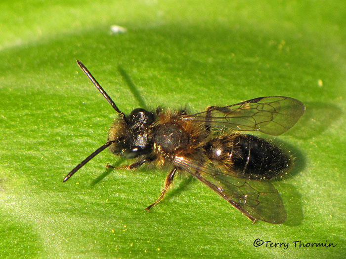 Andrena sp. - Andrenid Bee A1b.jpg