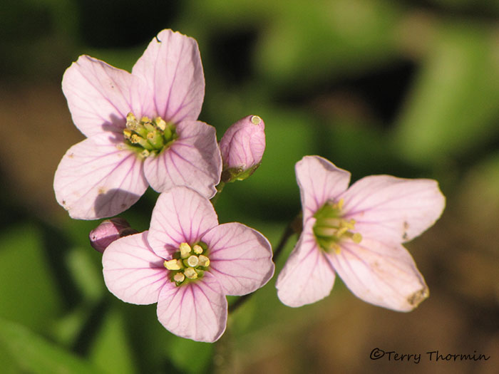 Beautiful Bittercress - Cardamine nuttallii 5.JPG