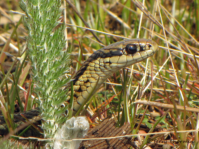 Northwestern Garter Snake 1b.jpg