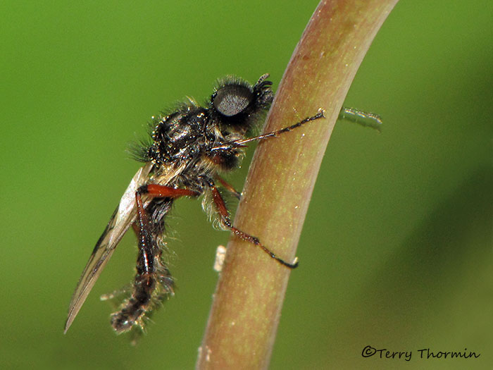 Bibio sp. - March Fly A2a.jpg