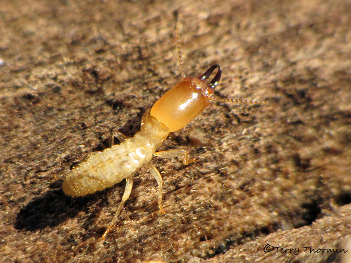 Termite soldier A1b.jpg photo - Terry Thormin photos at ...