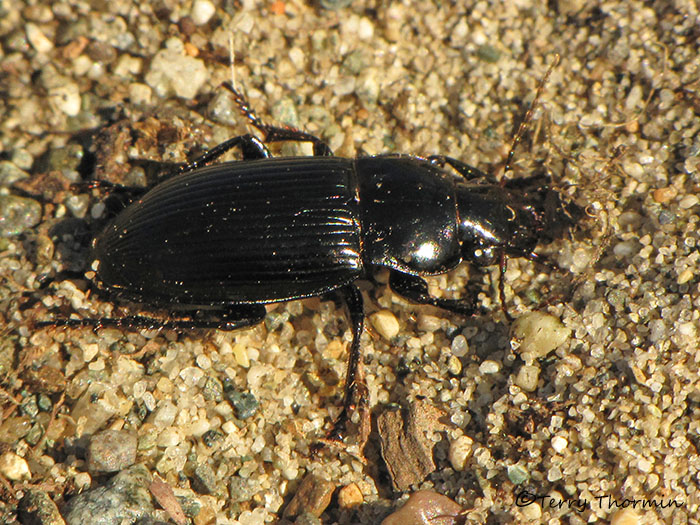 Ground beetle A1a.jpg