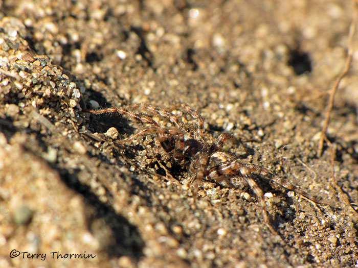 Arctosa perita - Wolf Spider 2c.jpg