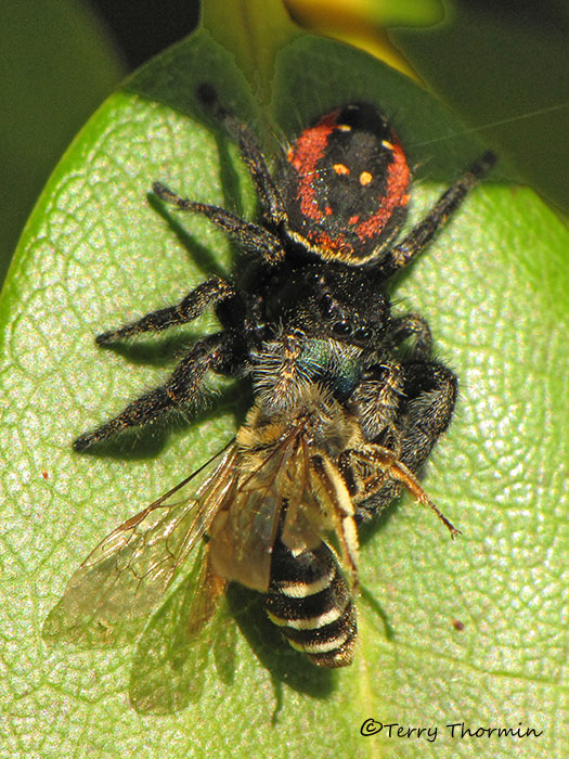Phidippus borealis with Lasioglossum sp.- Boreal Jumping Spider 3a.jpg