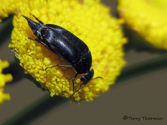 Mordellidae - Tumbling Flower Beetle A2a.jpg