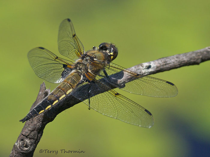 Libellula quadrimaculata - Four-spotted Skimmer 19a.jpg