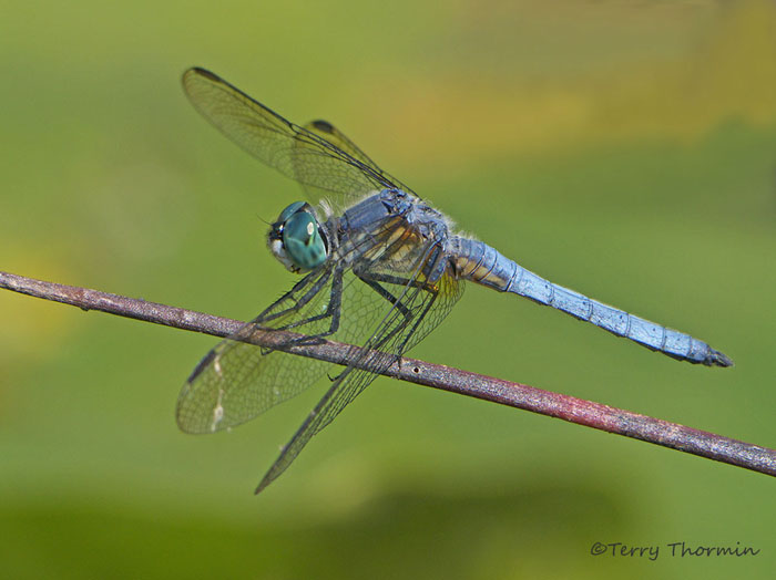 Pachydiplax longipennis - Blue Dasher 12a.jpg