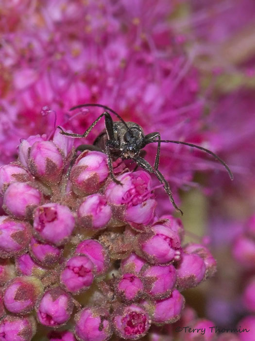 Podabrus sp. Soldier Beetle 6a.jpg