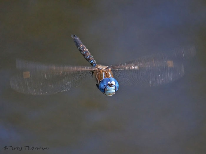 Rhionaeschna multicolor Blue-eyed Darner in flight 12a.jpg