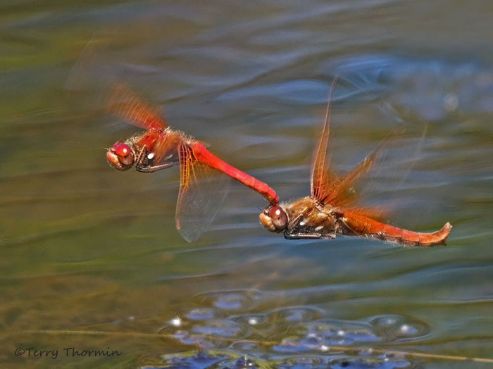 Sympetrum illotum Cardinal Meadowhawks in flight 5a.jpg