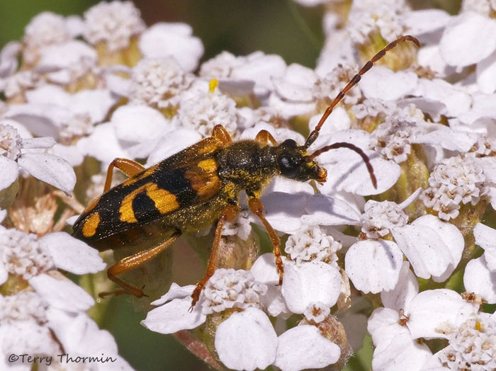 Xestoleptura sp. Long-horned Beetle A3a.jpg