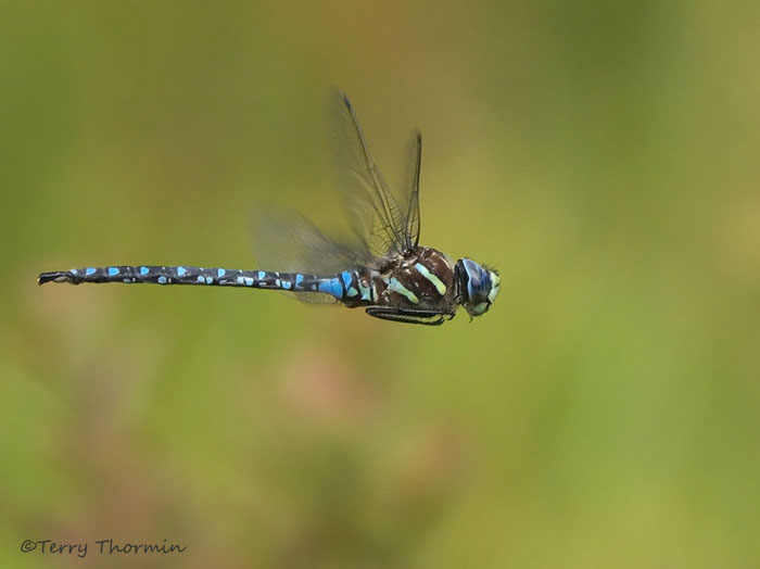 Aeshna palmata - Paddle-tailed Darner 16a.jpg