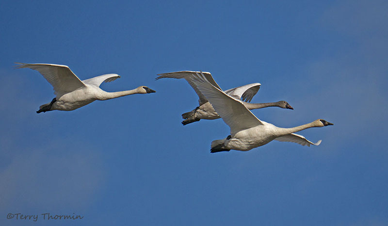 Trumpeter Swans in flight 4c.jpg