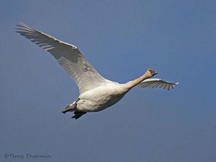 Trumpeter Swan in flight 6b.jpg