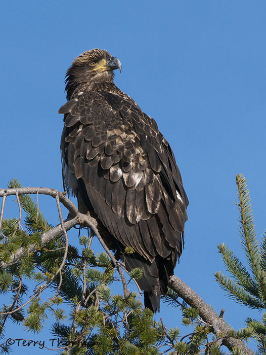 Bald Eagle juvenile 17b.jpg