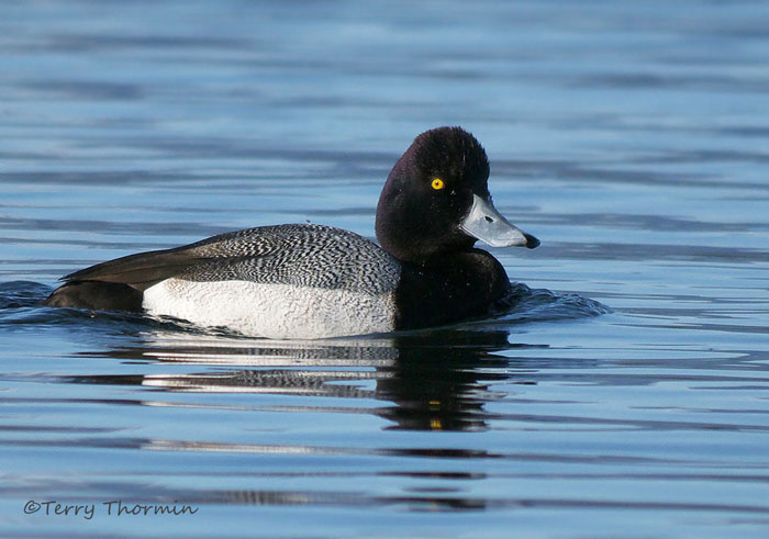 Lesser Scaup 18b.jpg