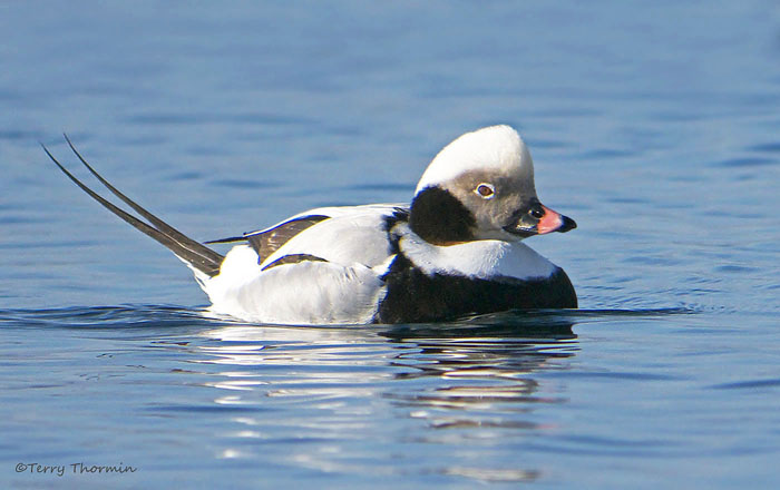 Long-tailed Duck 12b.jpg