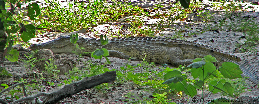 Nile Crocodile 3a - Livingstone Zambezi River.jpg