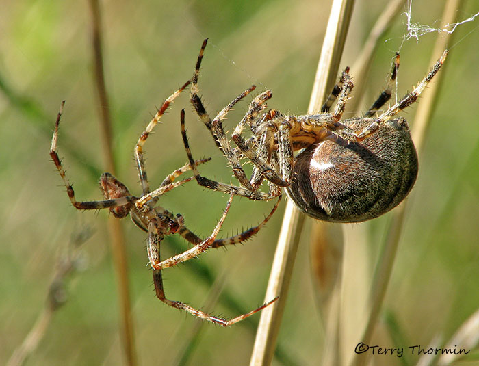 Araneus diadematus - Garden Spiders mating 2a.jpg