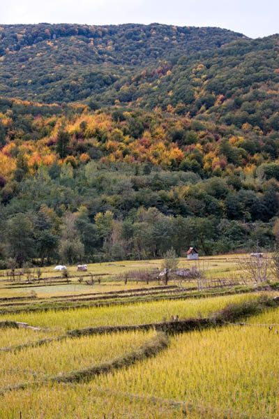 Paddy in Autumn