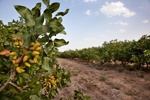 Pistachio Garden