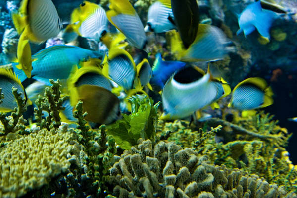 Shanghai Aquarium