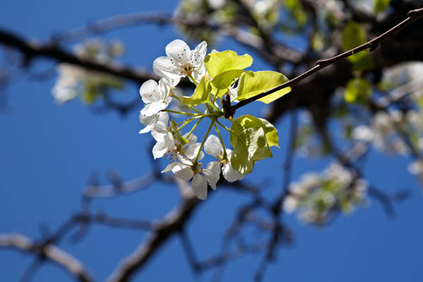 Pear Blossom