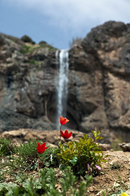 Wild Tulips