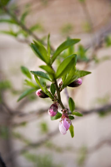 Peach Bloom